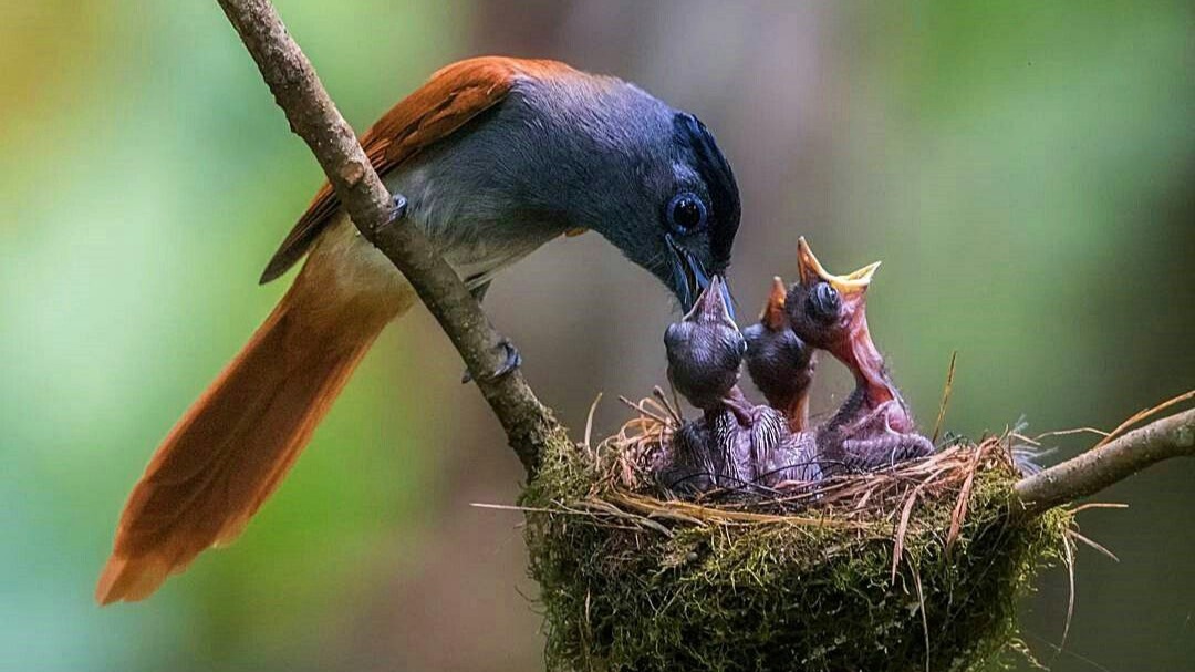 Hành trình về nguồn đức tin